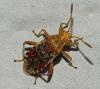 Rhopalus subrufus
